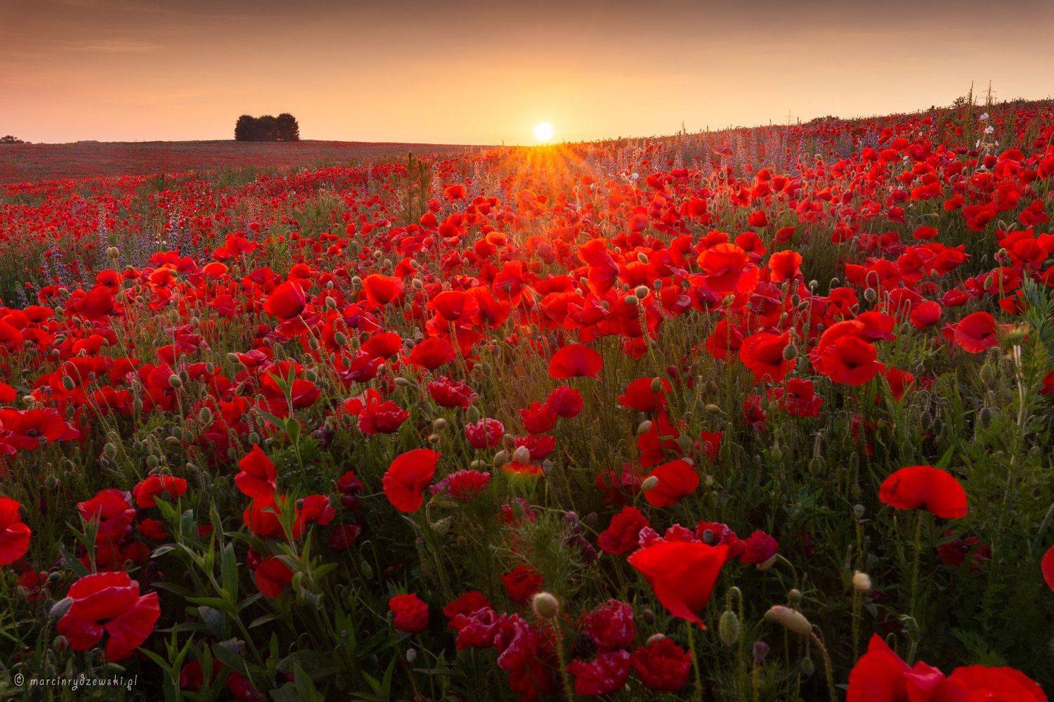 maki, poppies, marcin rydzewski, krajobraz, natura, landscape, canon, 6d, red, natura ,scenery,, Marcin Rydzewski