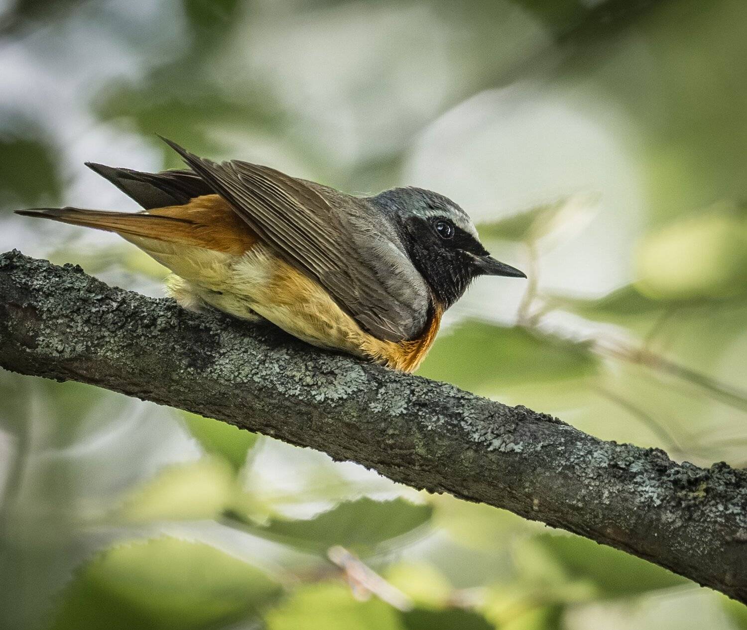 , Курлянцев Алексей
