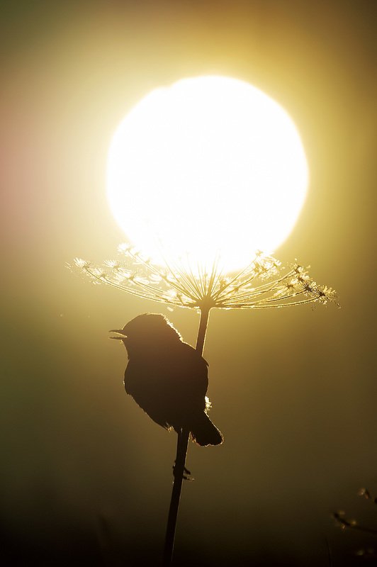 sunset#2 фото превью