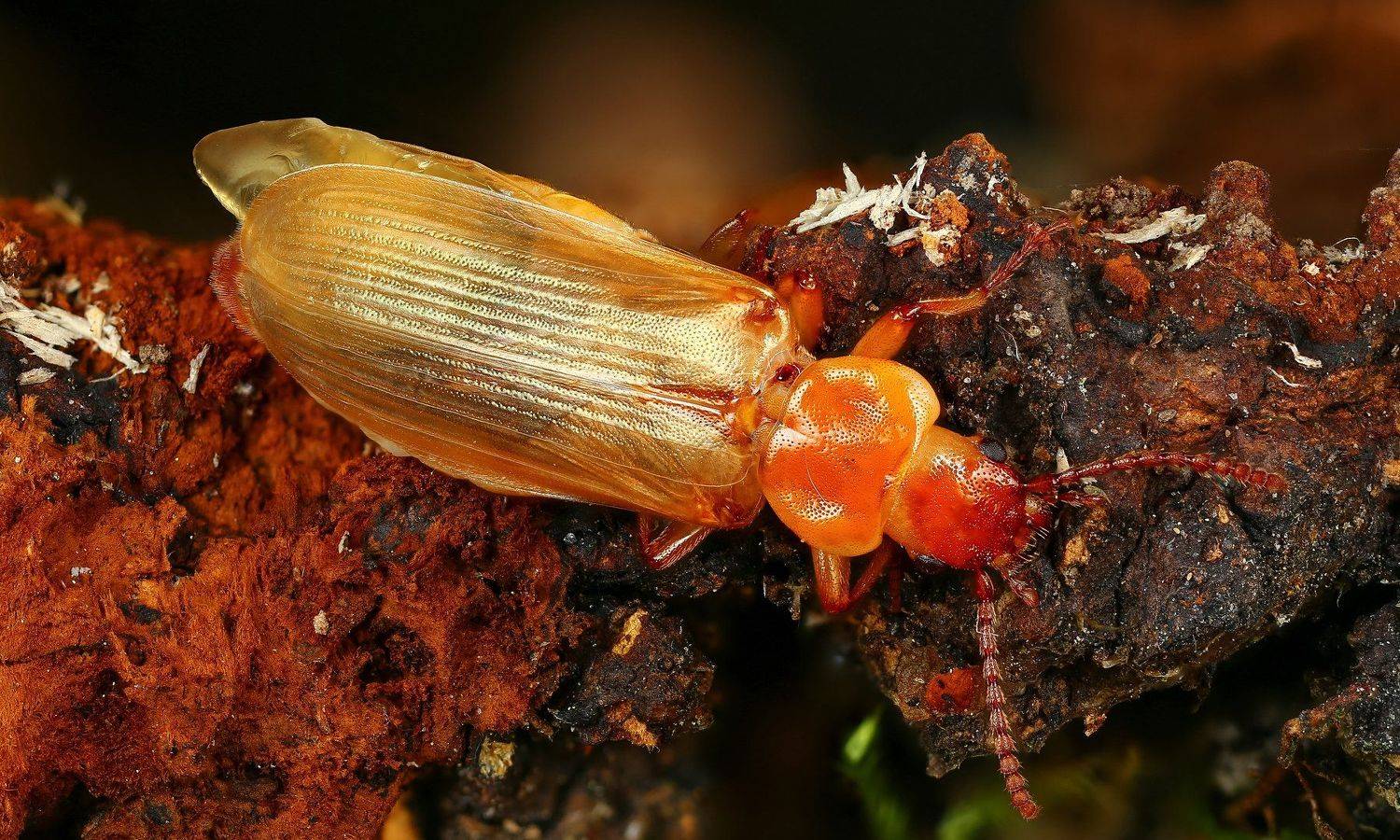 жук,макро,природа,усы,цвет,глаза,оранжевый, Андрей Шаповалов