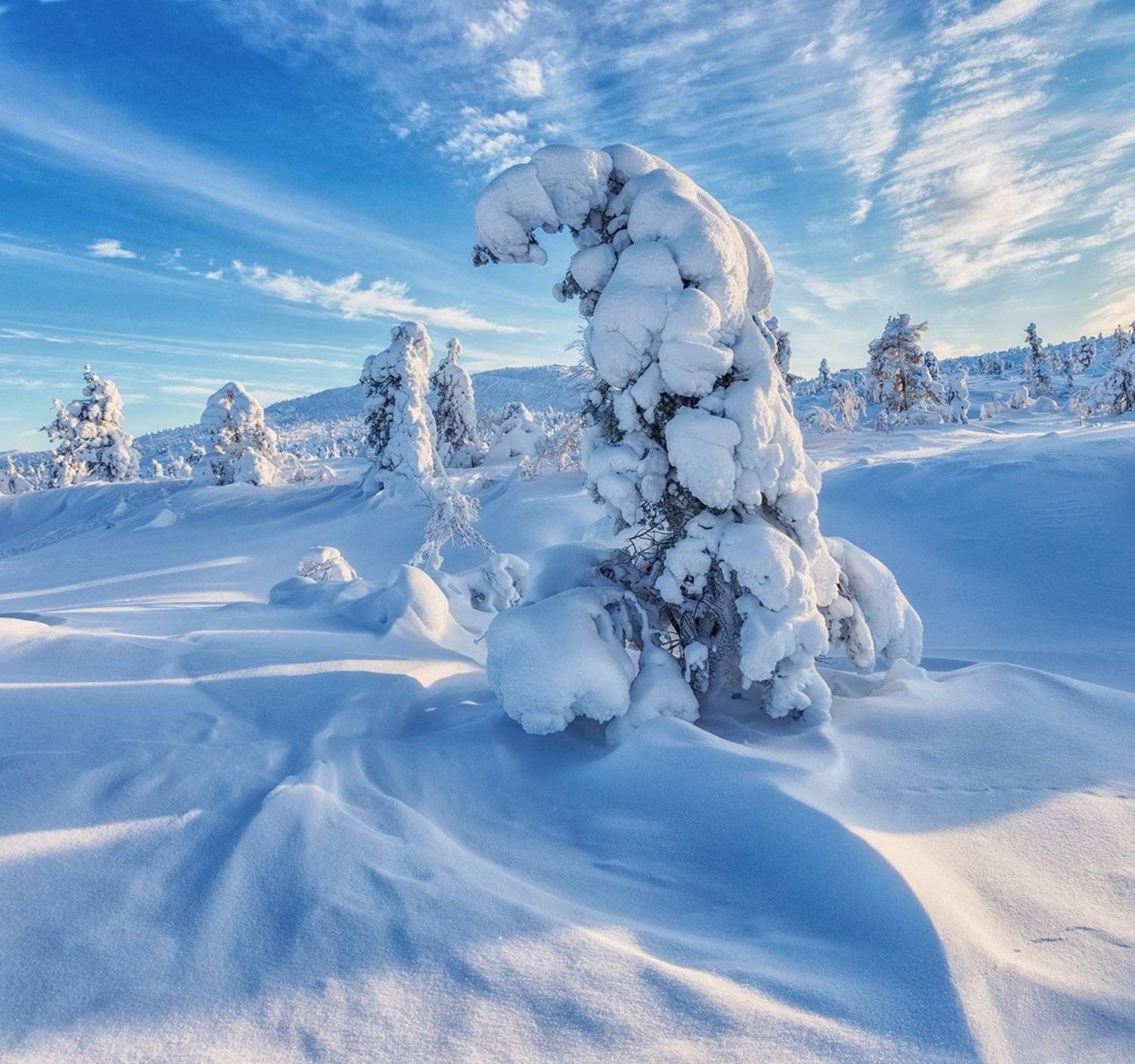 заполярье, гора, снег, ели, волосная, Владимир Липецких