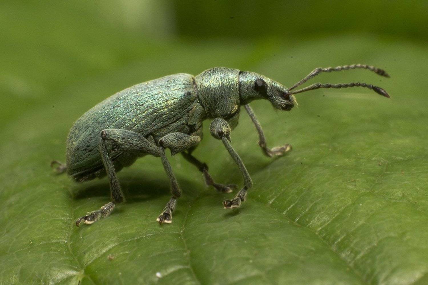 , Марина Кулакова