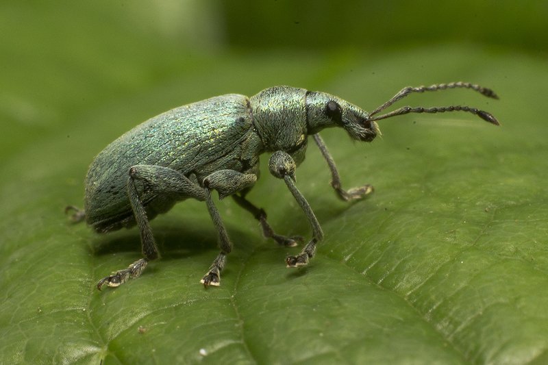 Путешествие длиной в лист фото превью