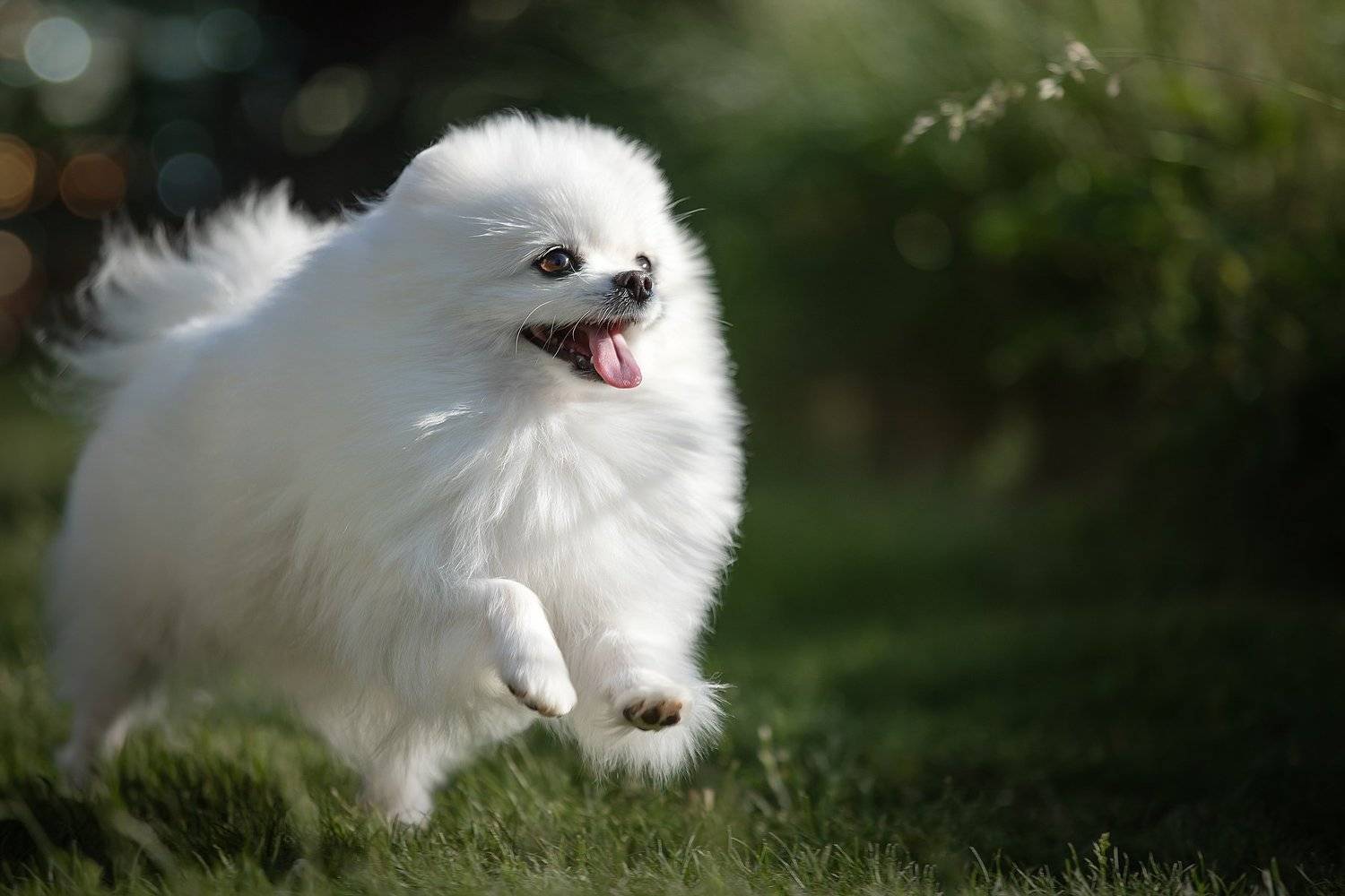 , Светлана Писарева