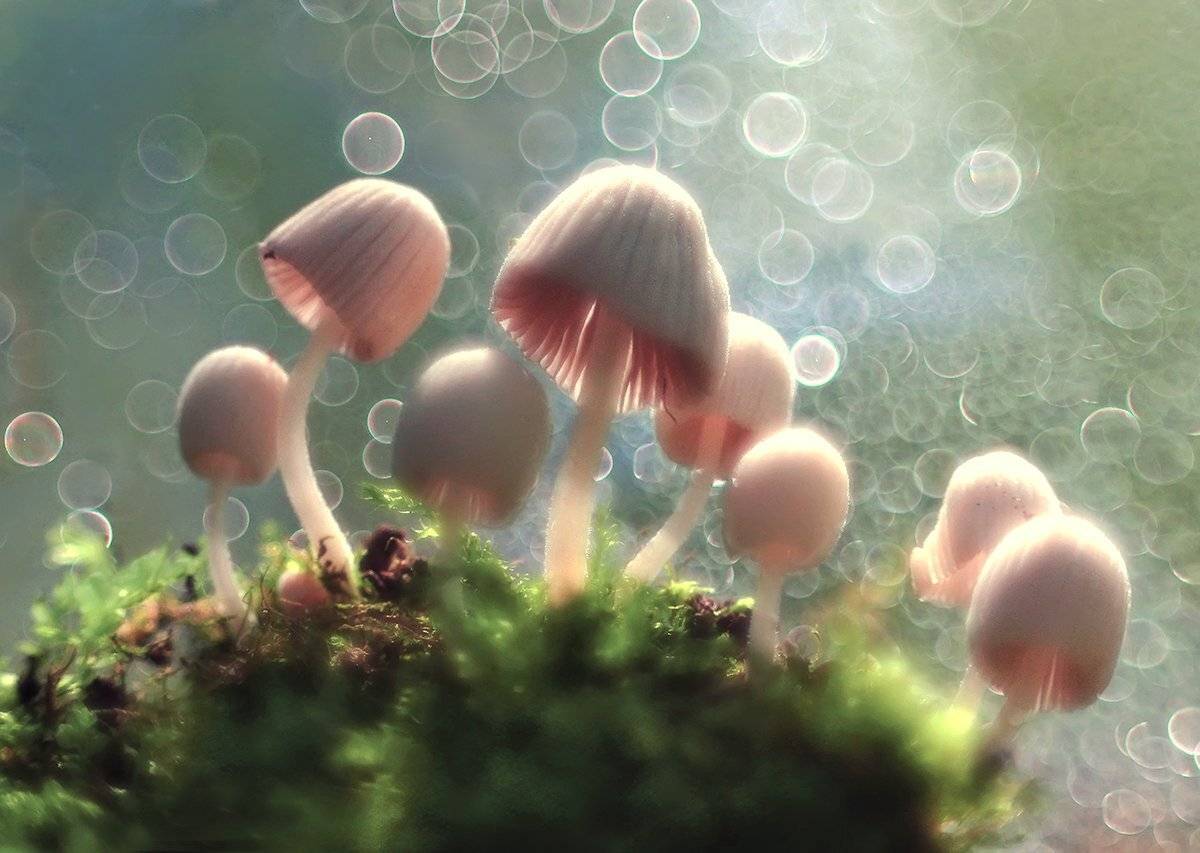 , Галина Горькавая