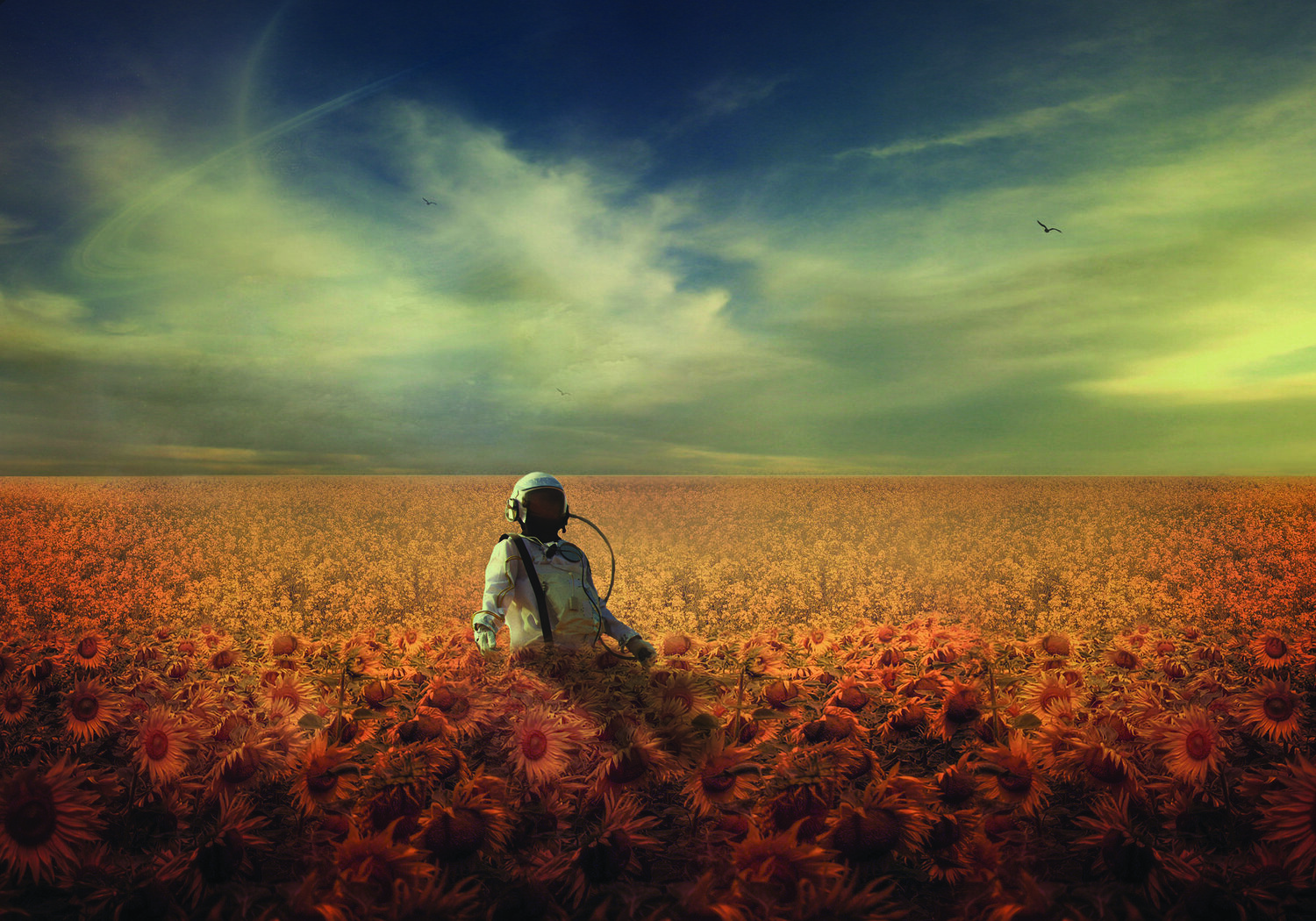 подсолнухи, поле, планета, космонавт, Sergii Vidov