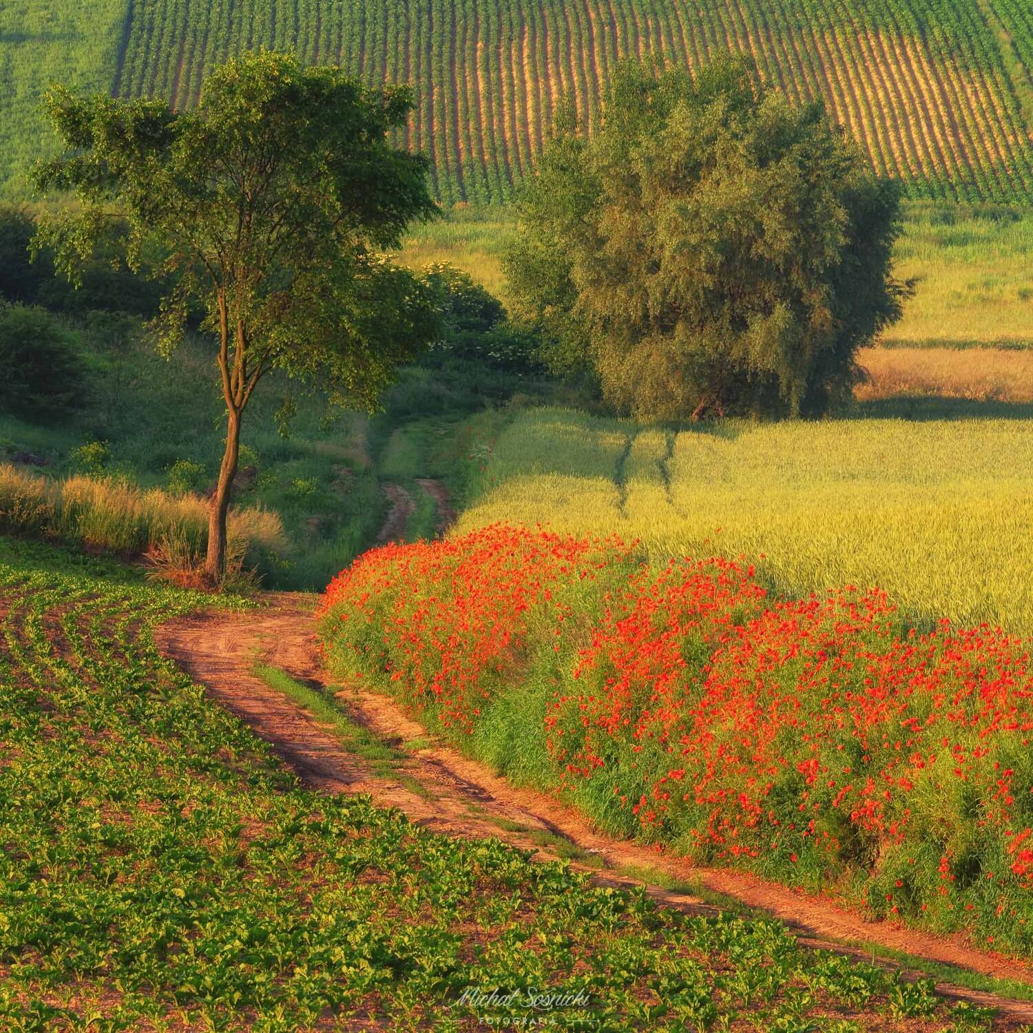 #poland #magic #spring #ponidzie #amazing #nature, Michał Sośnicki