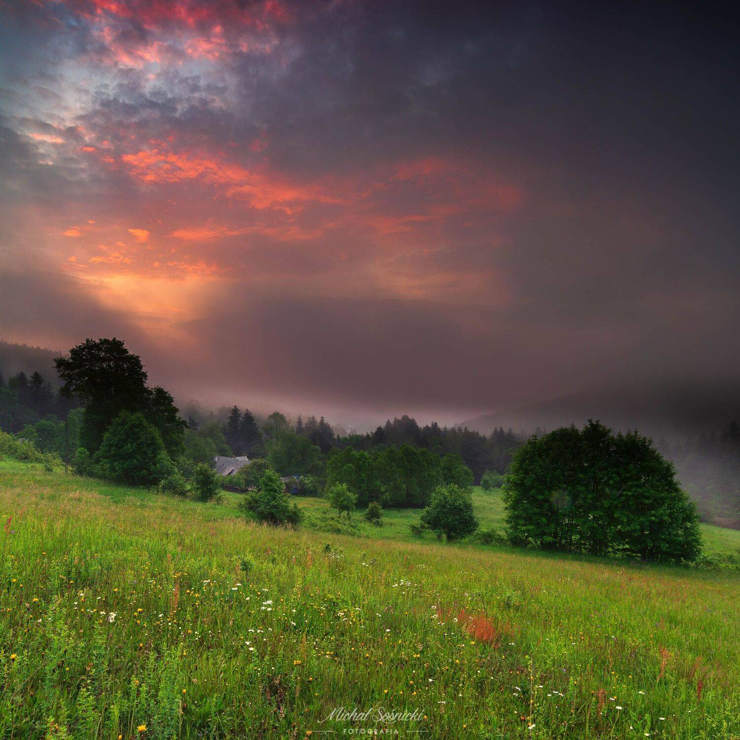 #poland #magic #spring #ponidzie #amazing #nature #sunrise #lavender, Michał Sośnicki