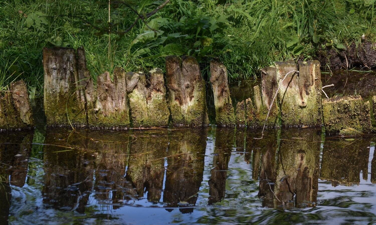 абстракция, фотография, лето, парк, Валерий Верещако