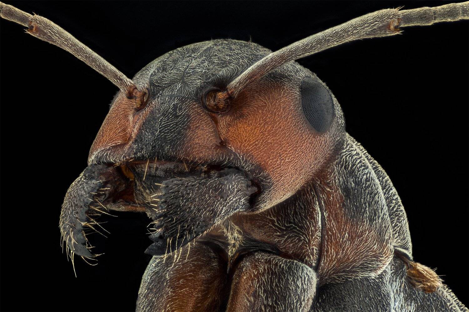 ceclii, macro, nikon d3400, Tsvetan Ganev