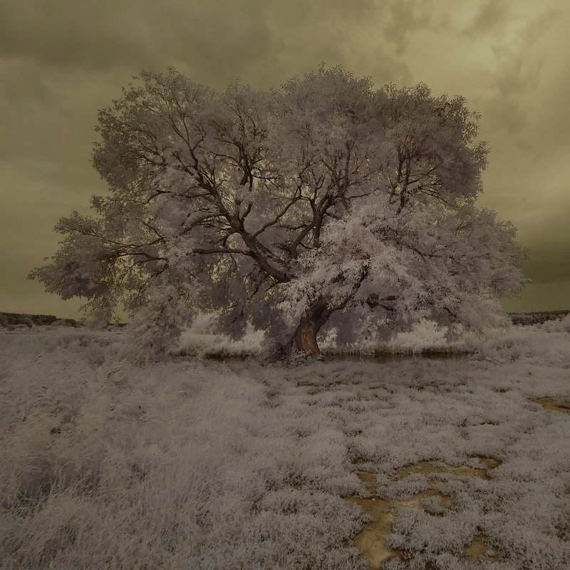 инфракрасный *** фото превью