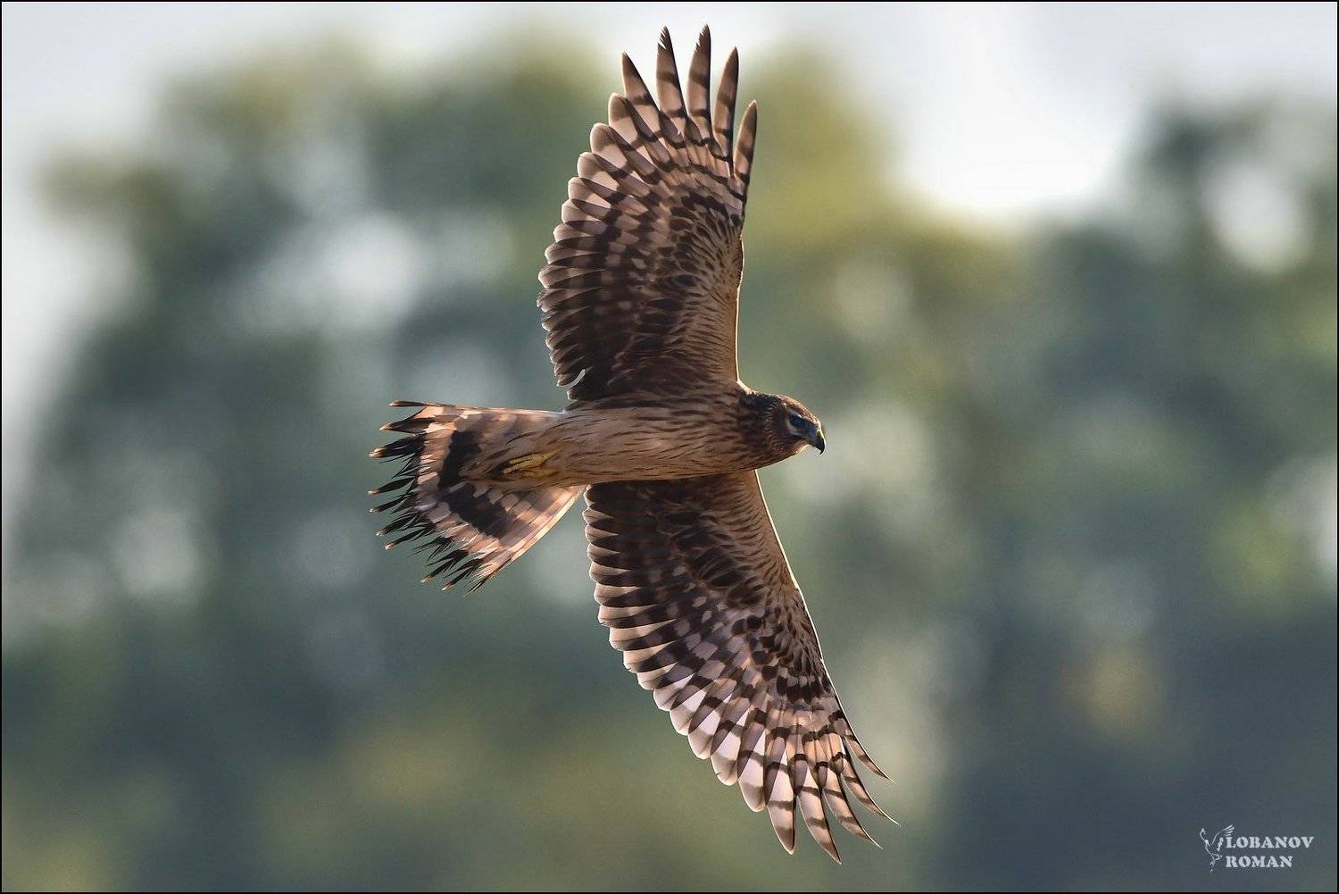 лунь, птицы, сергиев, посад, пересвет, лобанов, Lobanov Roman