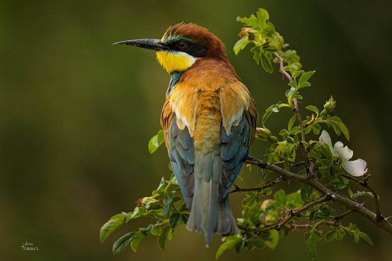 Bee Eater фото превью