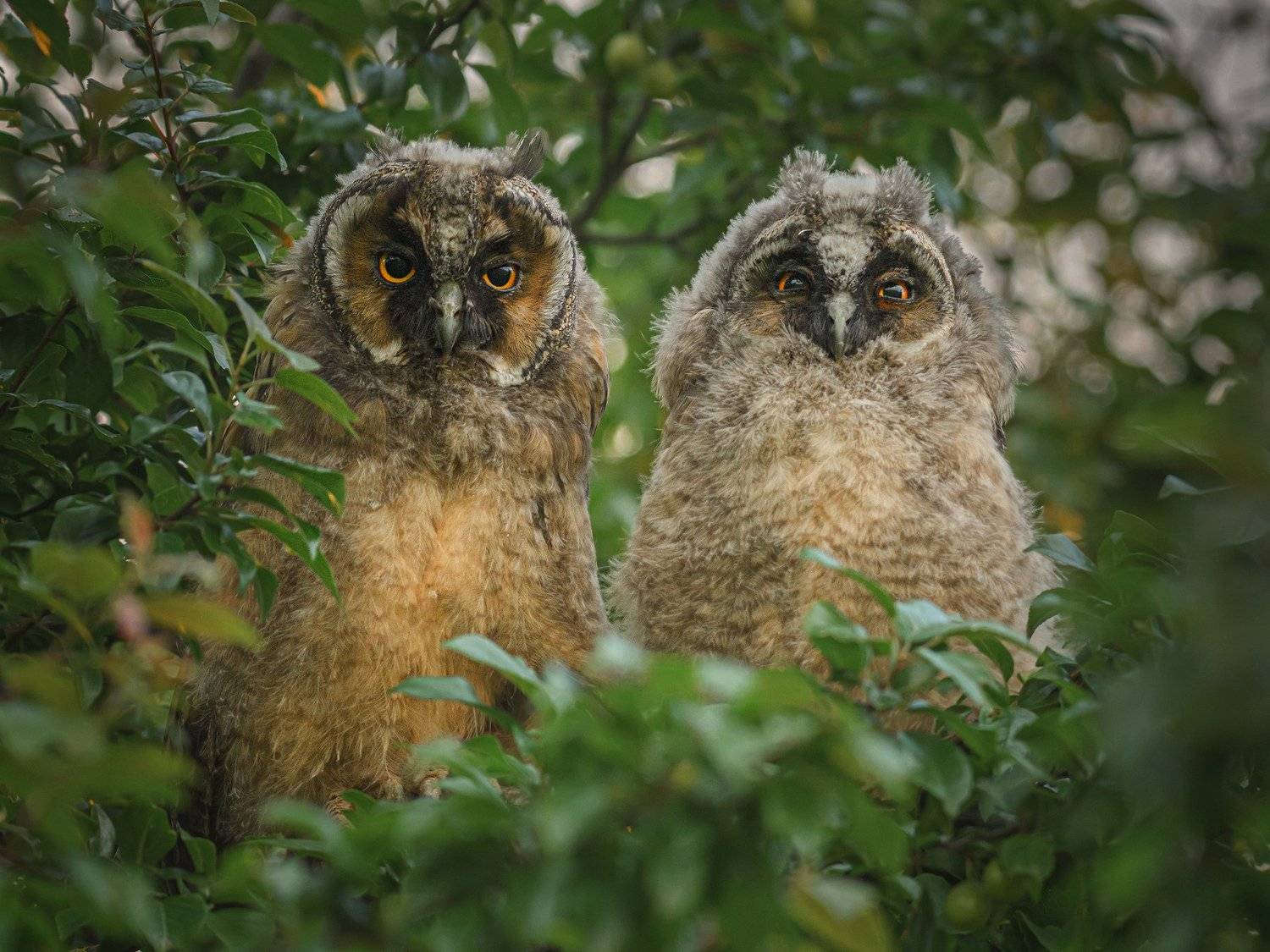 real wildlife, wildlife, nature, wildlife photographer, owl, bird photography, ушастая сова, совята, asio otus, bird, sa_travelmedia, сова, birds, Aleksey Sharypin