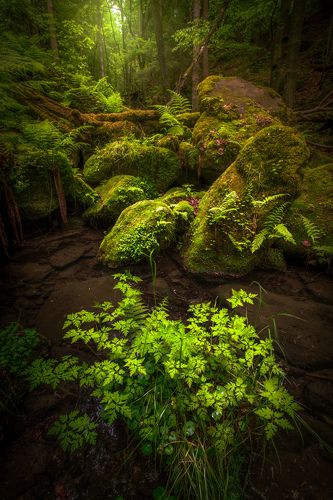 Spring forest