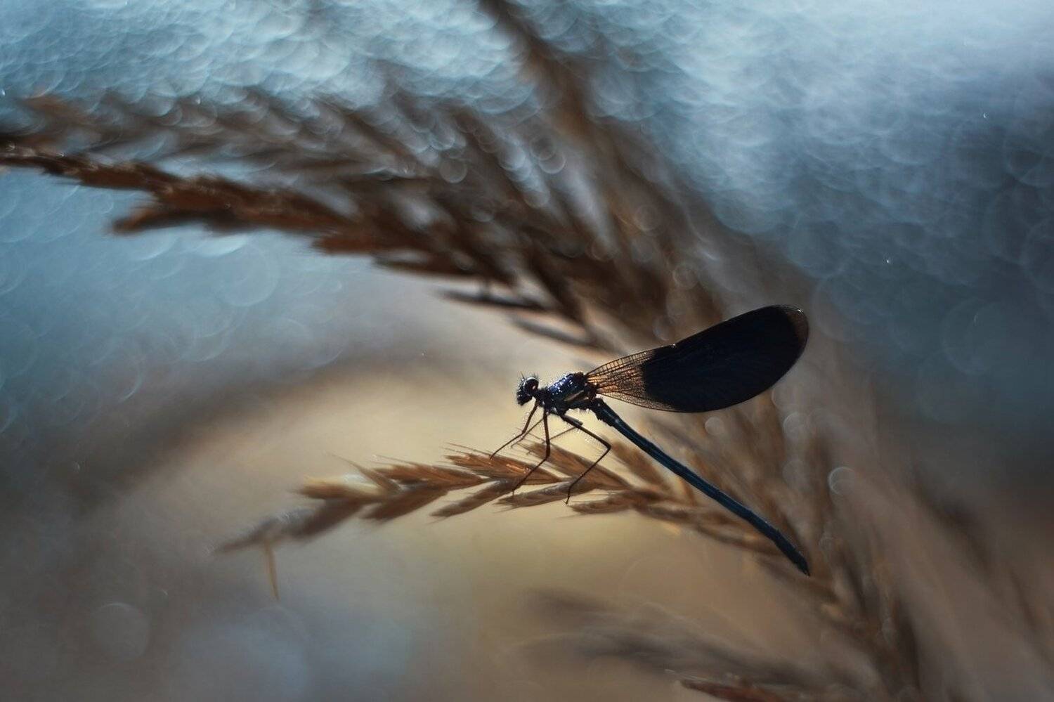 , Лапшина Владлена