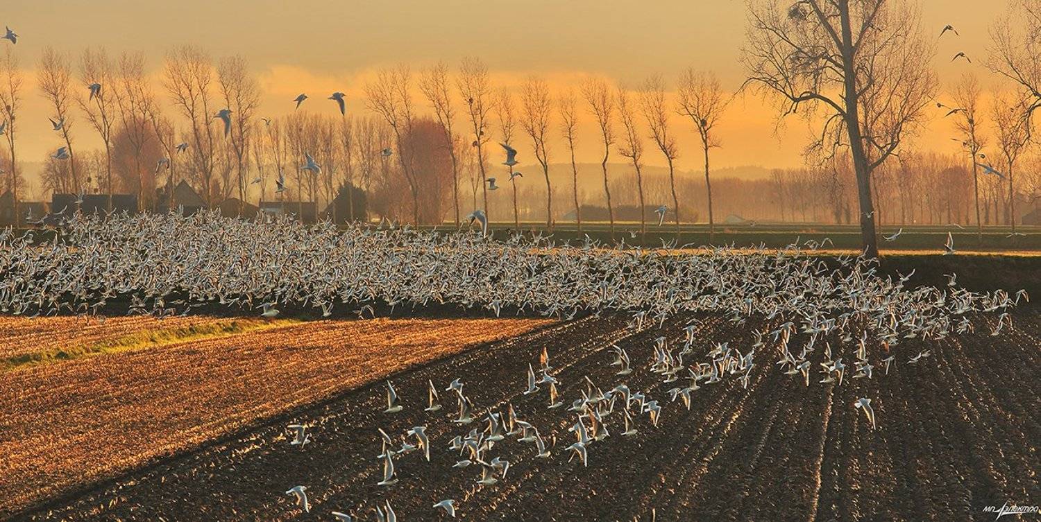 франция,mont saint-michel,france, Матвеев Николай