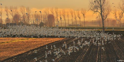 Коллективный разум