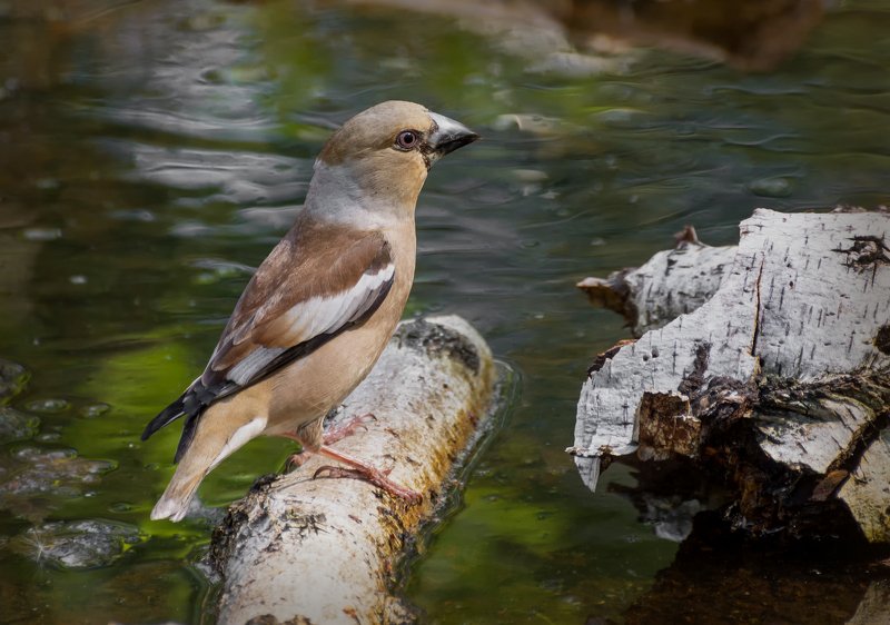 птица, дубонос, водопой, дубонос на водопое.. (самка) фото превью