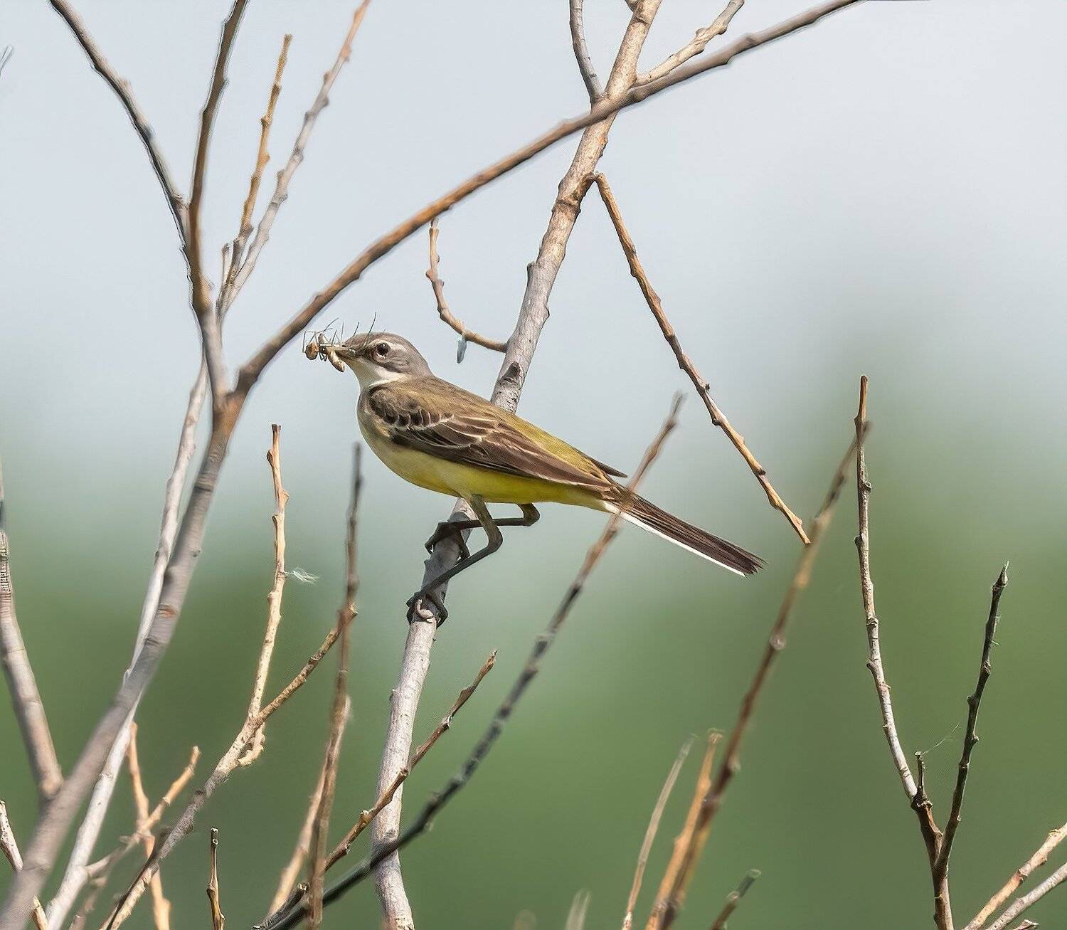 , Константин Дэм