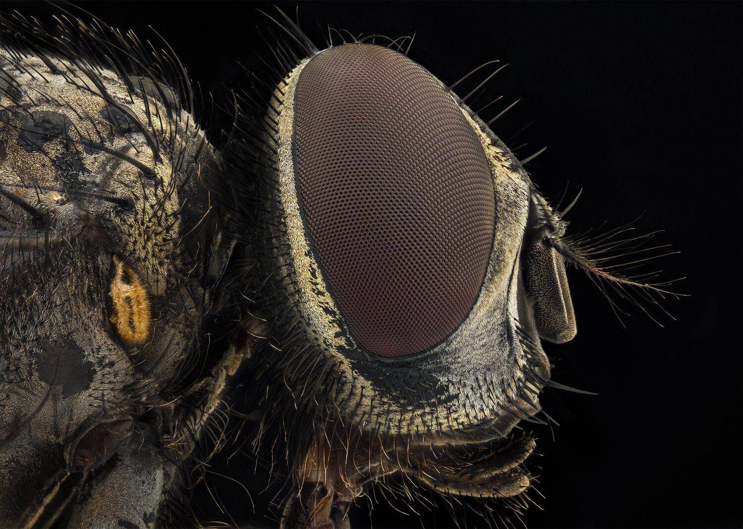 ceclii, macro, nikon d3400, semiplan, Tsvetan Ganev