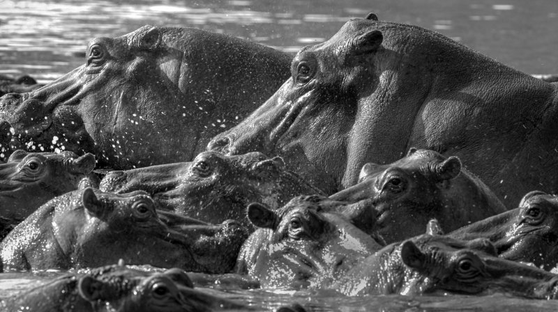 hippo gang фото превью