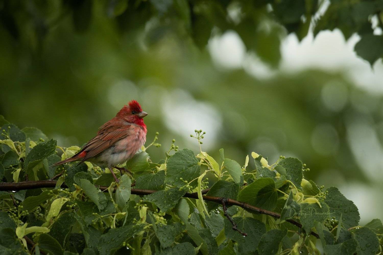 природа, лес, поля, огороды, животные, птицы, макро, Дмитрий Посевич