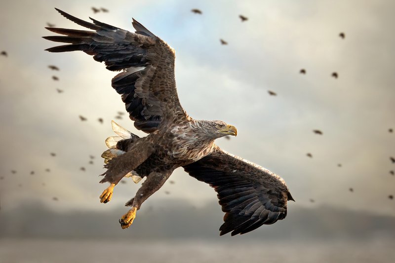 Bielik orzeł, ptak, orzeł, drapieznik Bielik orzeł фото превью