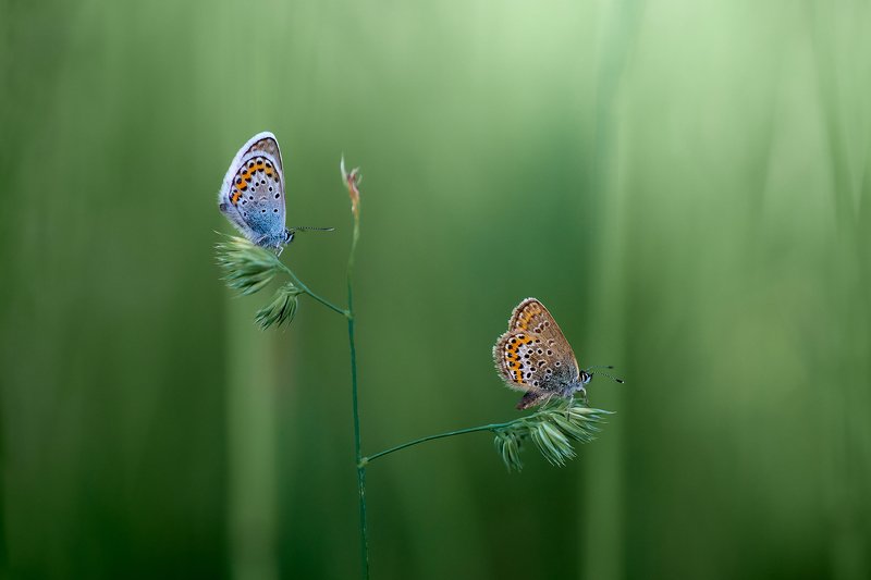 Голубянка Икар и Голубянка Терсит фото превью