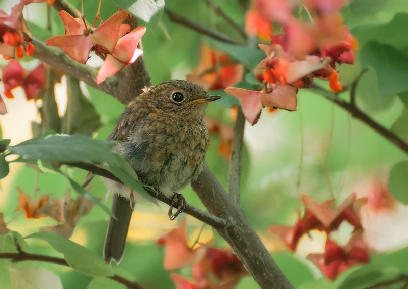 птица, зарянка, птенец, бересклет Укрыться  в бересклете.... фото превью