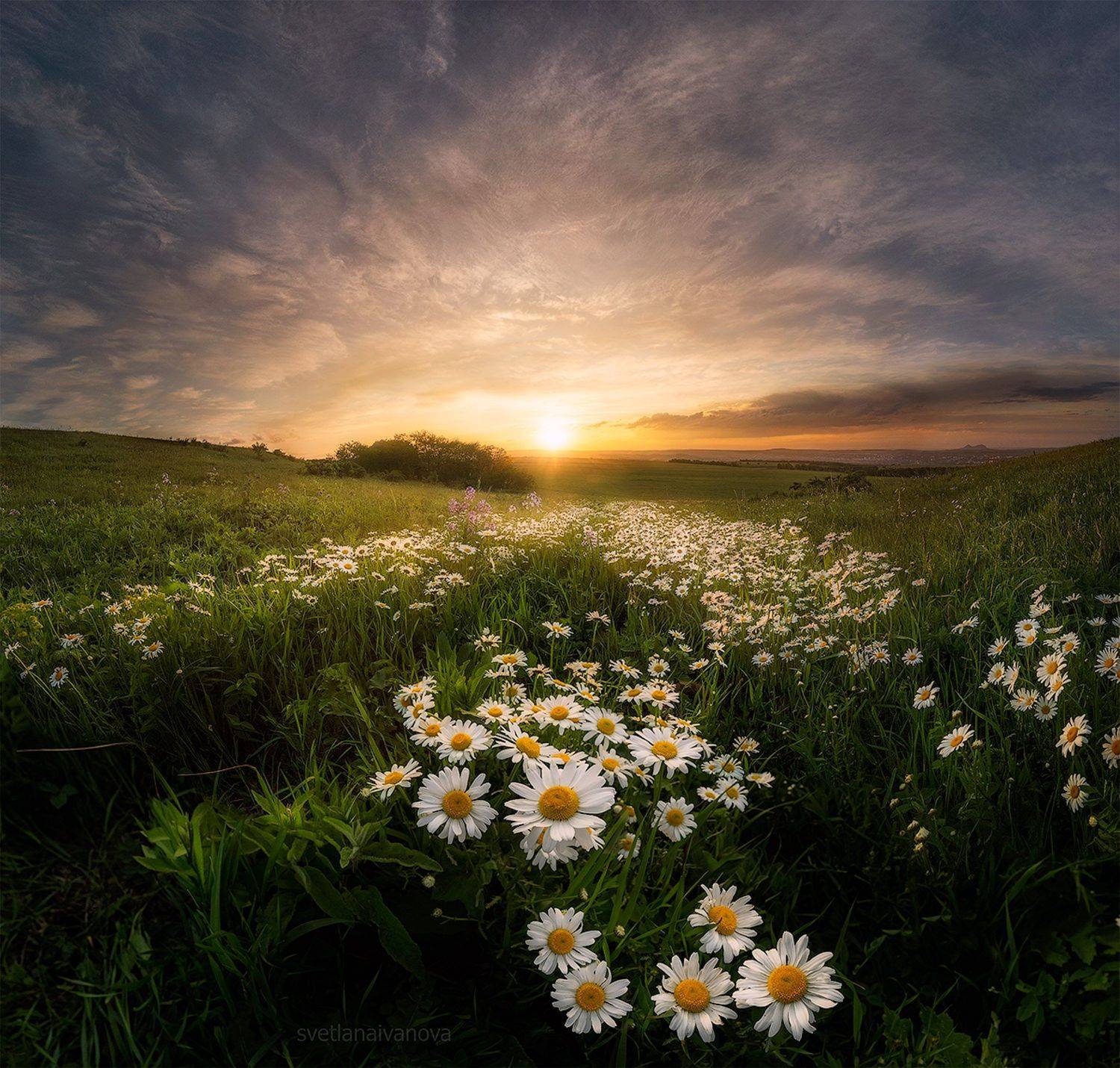 ромашки, закат, кмв, кавказ, ессентуки, Светлана Иванова