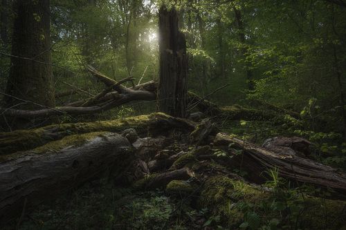 Fangorn forest...