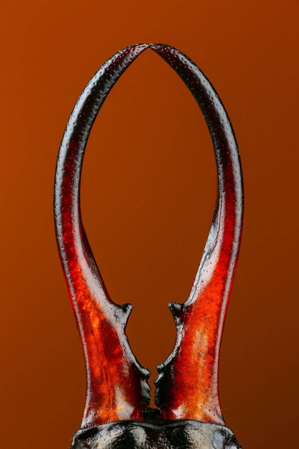 макро,природа,цвет,оранжевый, Андрей Шаповалов