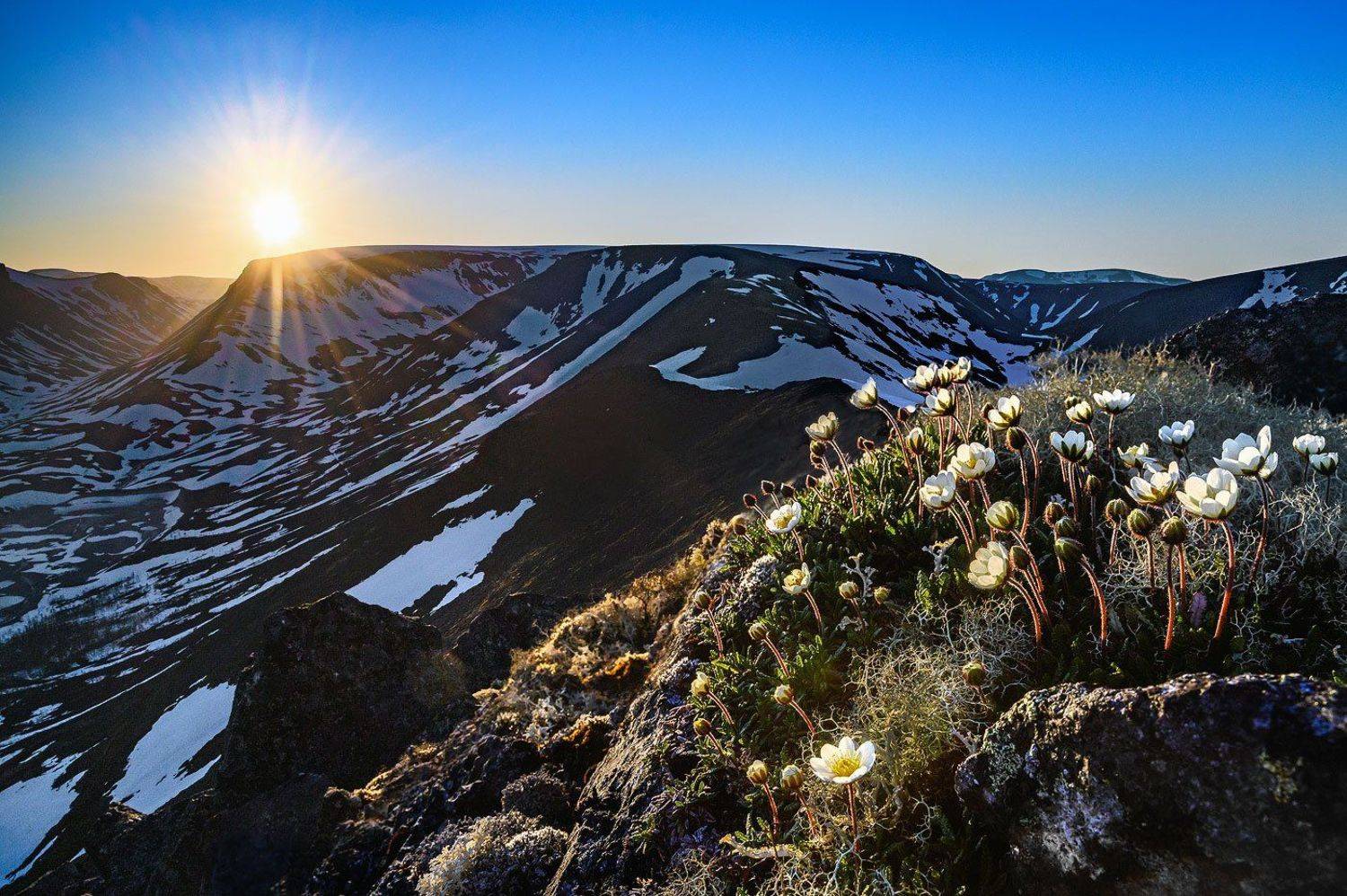 хибины, горы, вершина, лето, солнцестояние, цветы, ночь, полярный день, Григорий Ильин