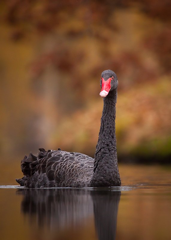 Black swan фото превью