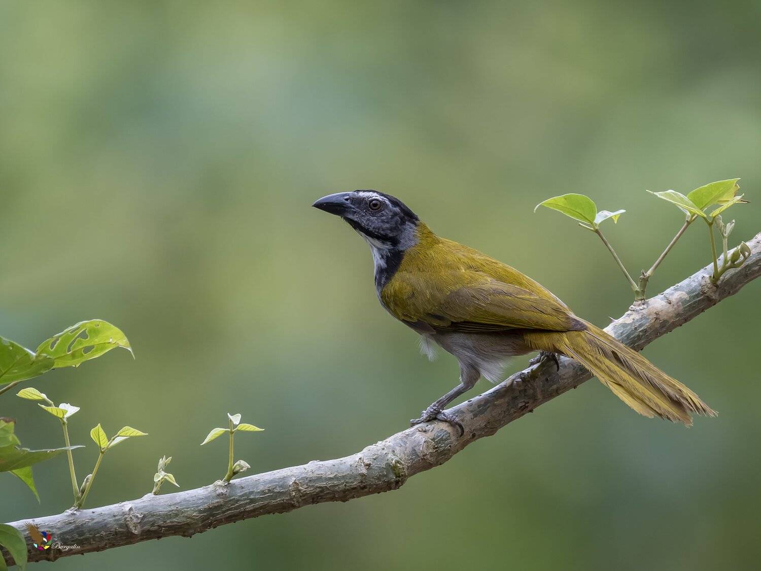 , Fernando Burgalin Sequeira