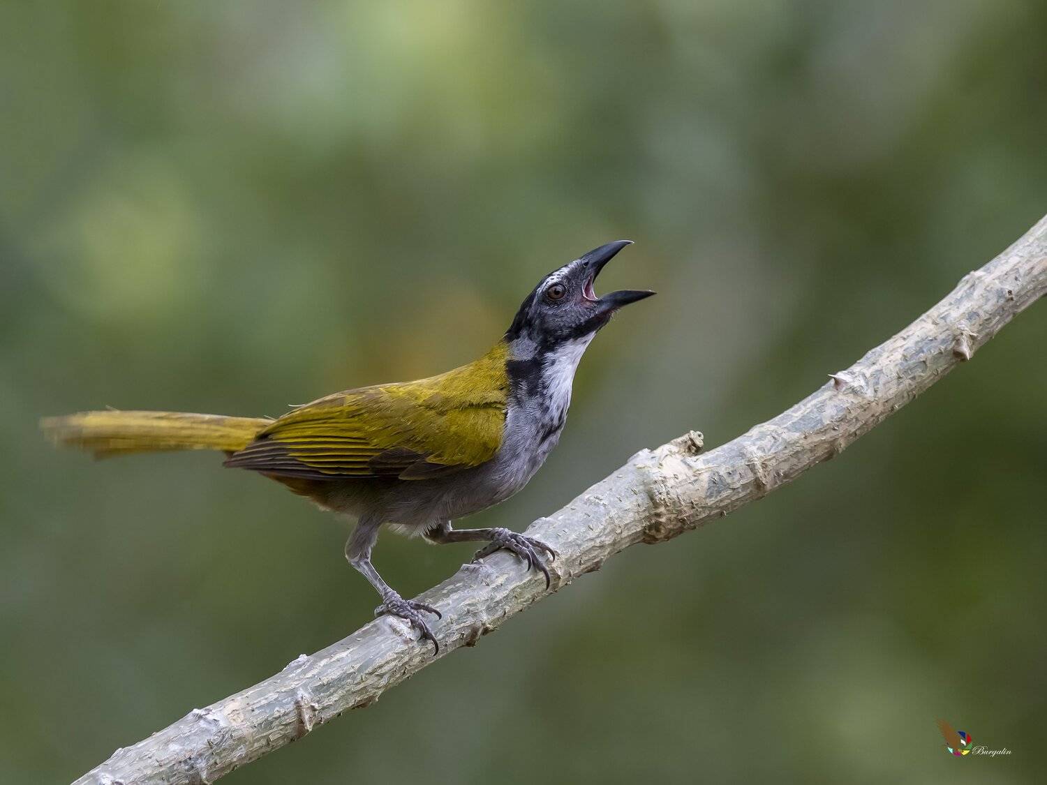 , Fernando Burgalin Sequeira