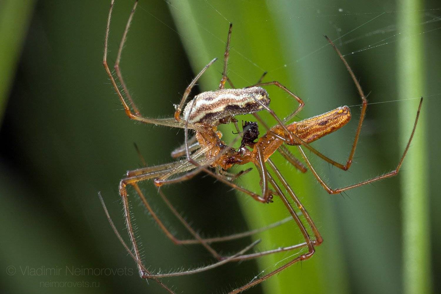 Tetragnatha extensa, common stretch-spider, stretch-spider, spider, mating, grass, green, macro, close-up, close up, Gatchina district, Leningrad Region, Russia., Владимир Нейморовец