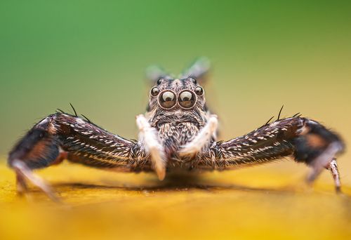 Portrait of brettus sp.