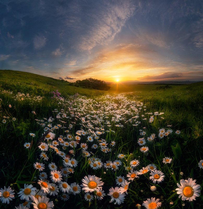 ромашки, закат, кмв, кавказ, ессентуки Ромашковое лето фото превью