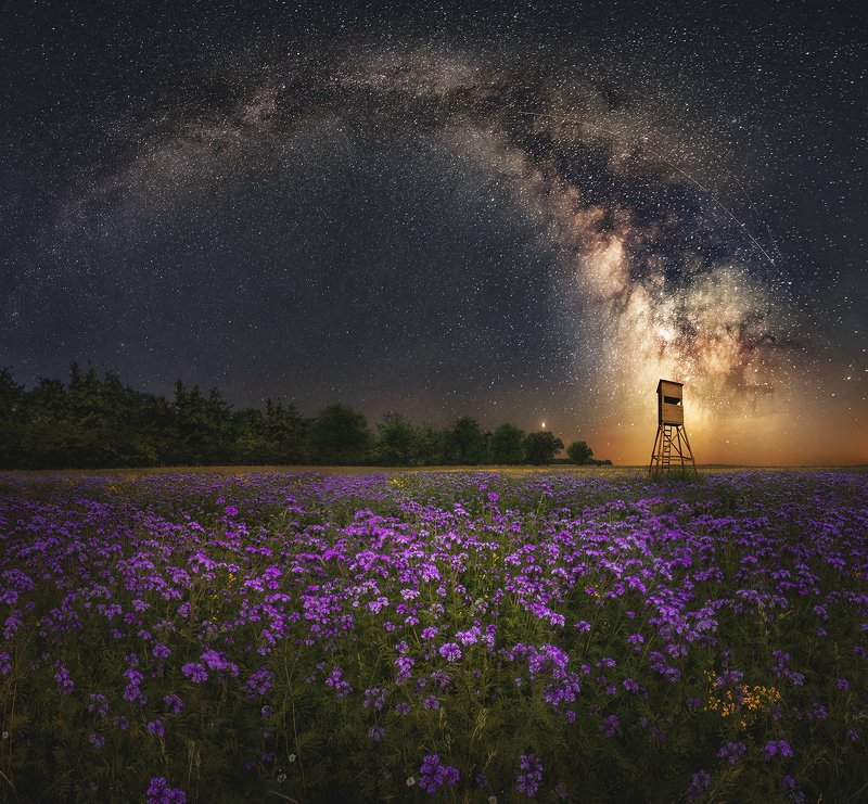 night, sky, milky way, stars, star, field, phacelia, meadow, poland,  Phacelia field by night фото превью