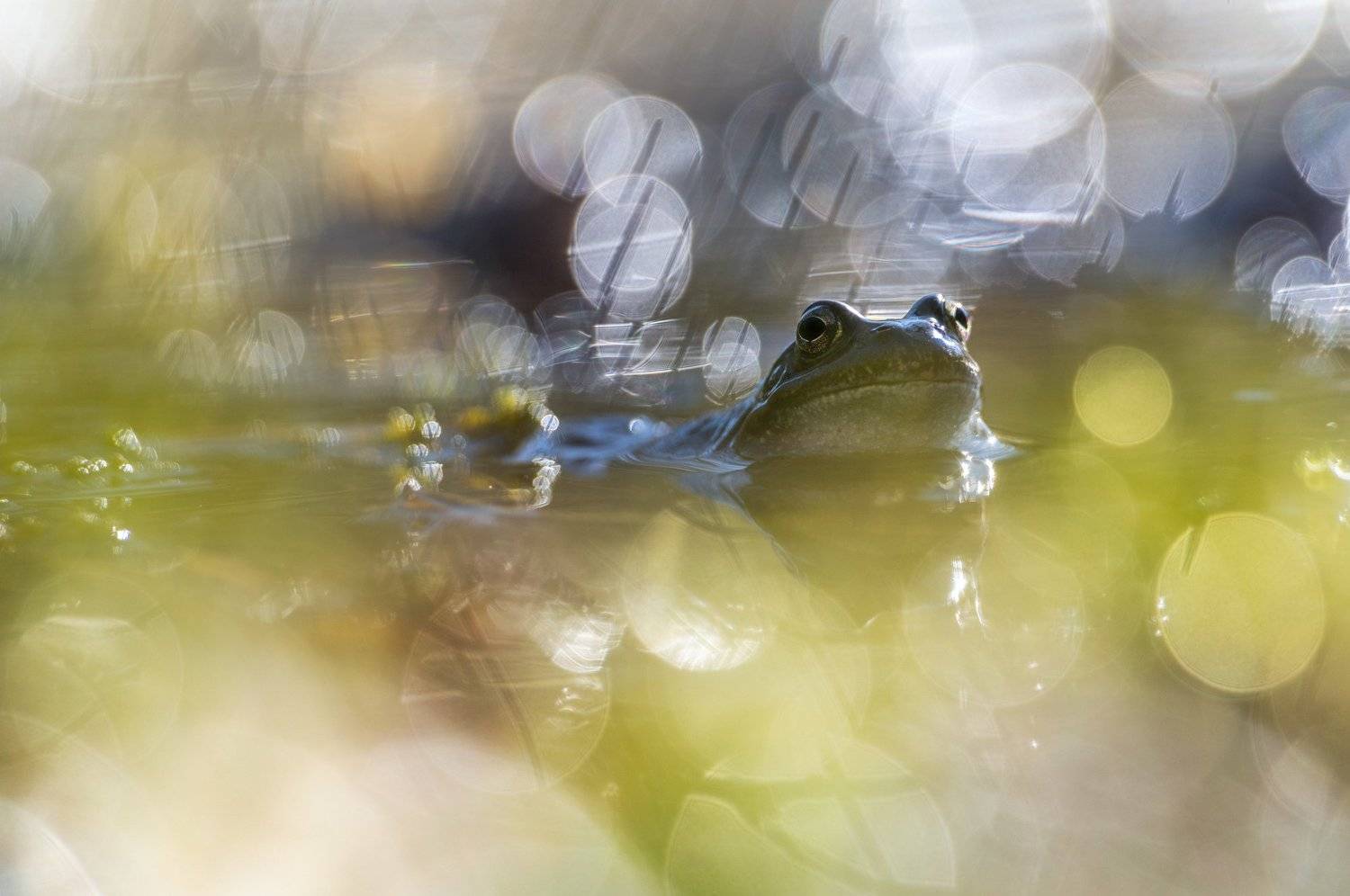 macro, bokeh, vintage lens, nature, frog, fauna, Sylwia Grabinska