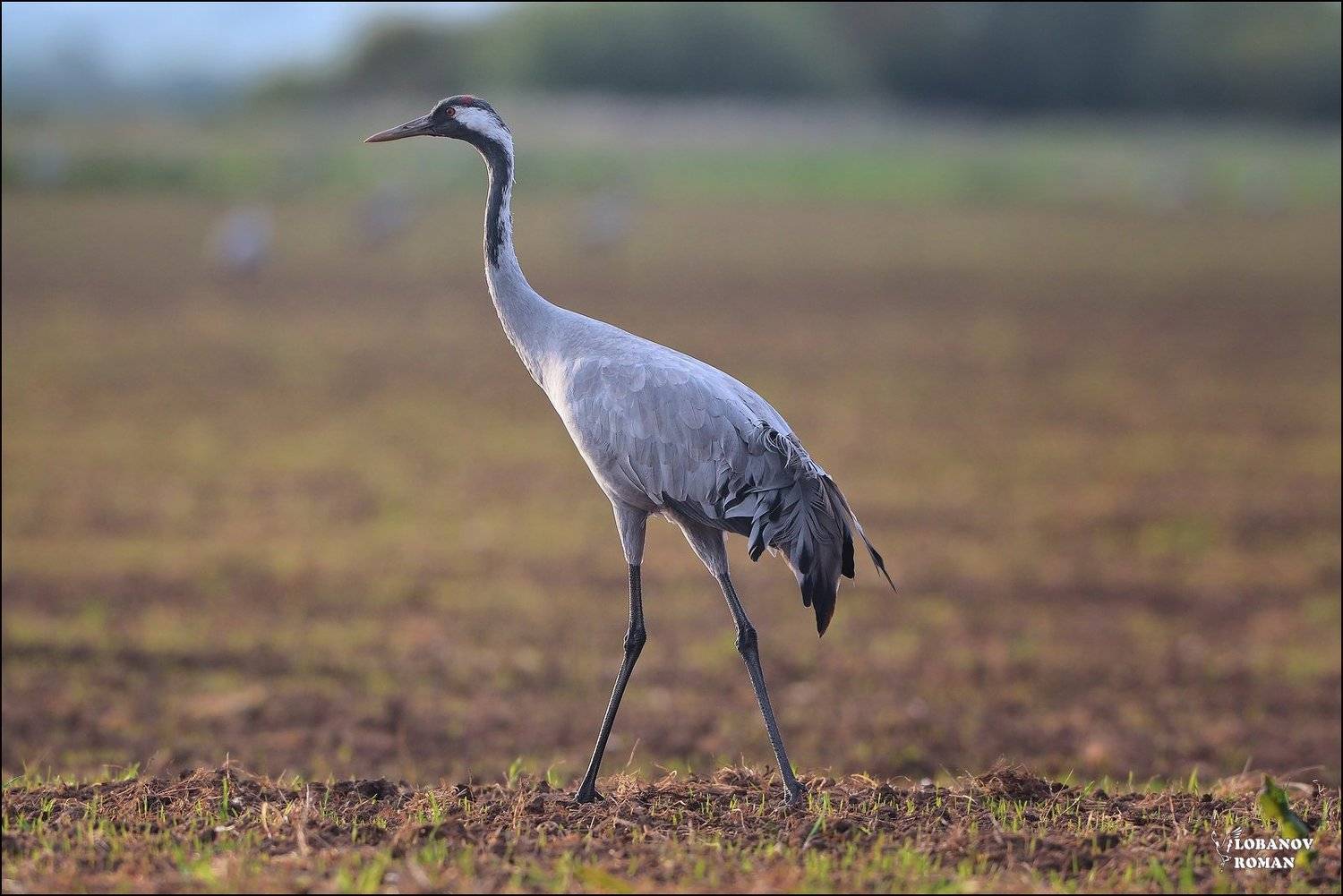 серый, журавль, сергиев, посад, пересвет, лобанов, птицы, Lobanov Roman