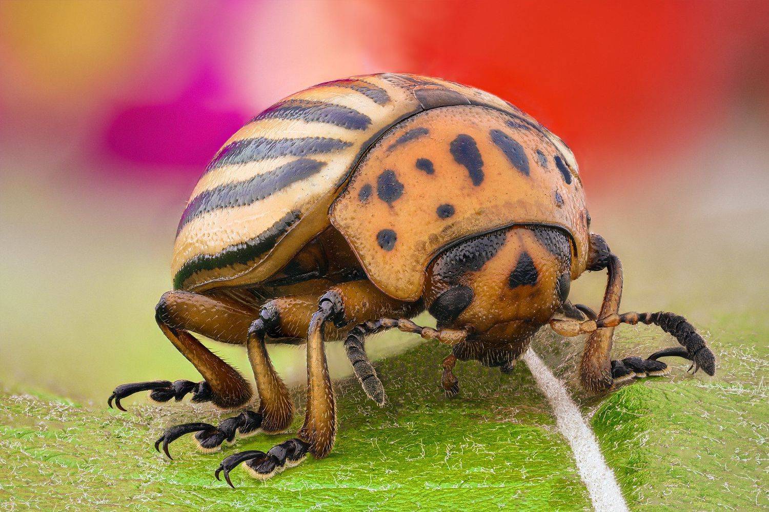 ceclii, macro, nikon d3400, lomo 3.7, Tsvetan Ganev