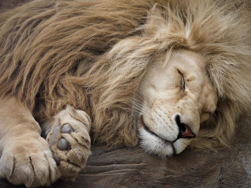 cat,wild, wildanimal, wildanimals, wildlife, wildlifephotography, wild_animal, wildanimalphotography, кот, беларусь,минский зоопарк,minsk zoo, belarus,лев, lion Lion\'s sweet dream фото превью