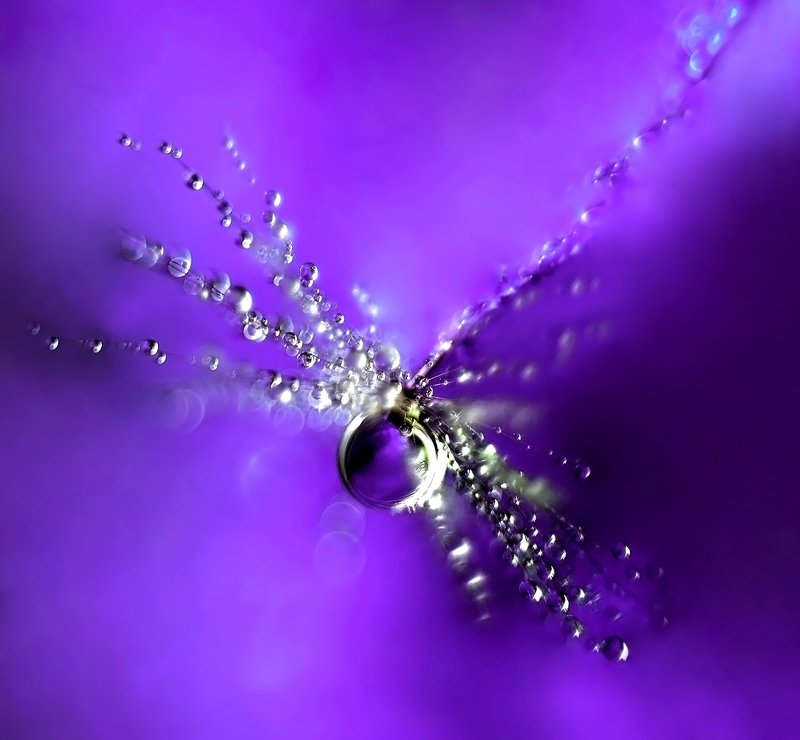 макро, капля, пушинка, цвет, макро мир, макросъемка, сирень, цветы, сиреневый, фиолетый, вода, Сиреневое настроение фото превью