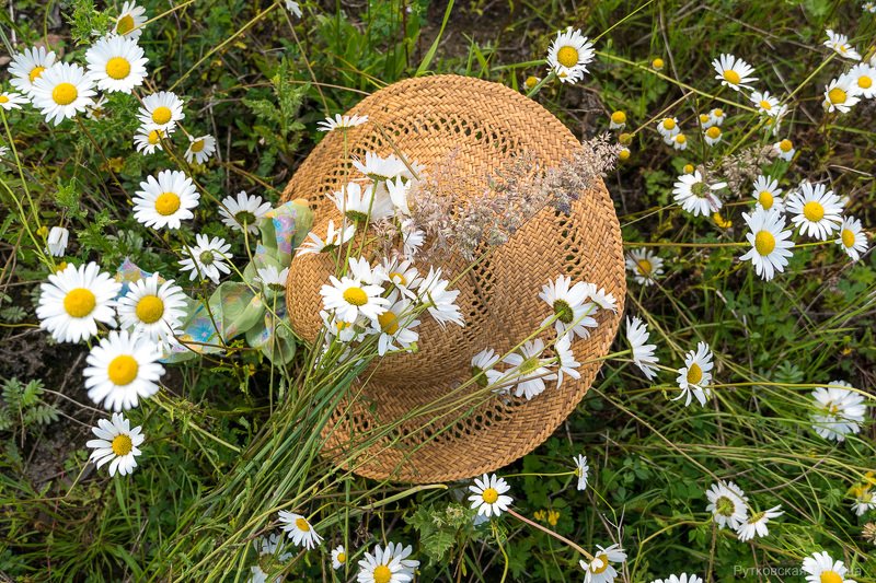 Ромашковое лето фото превью