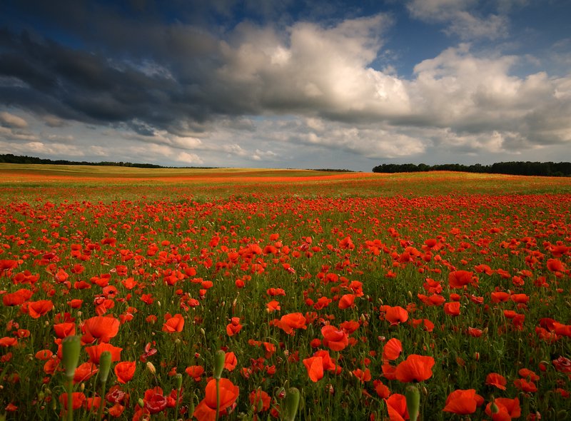 land of poppies... фото превью