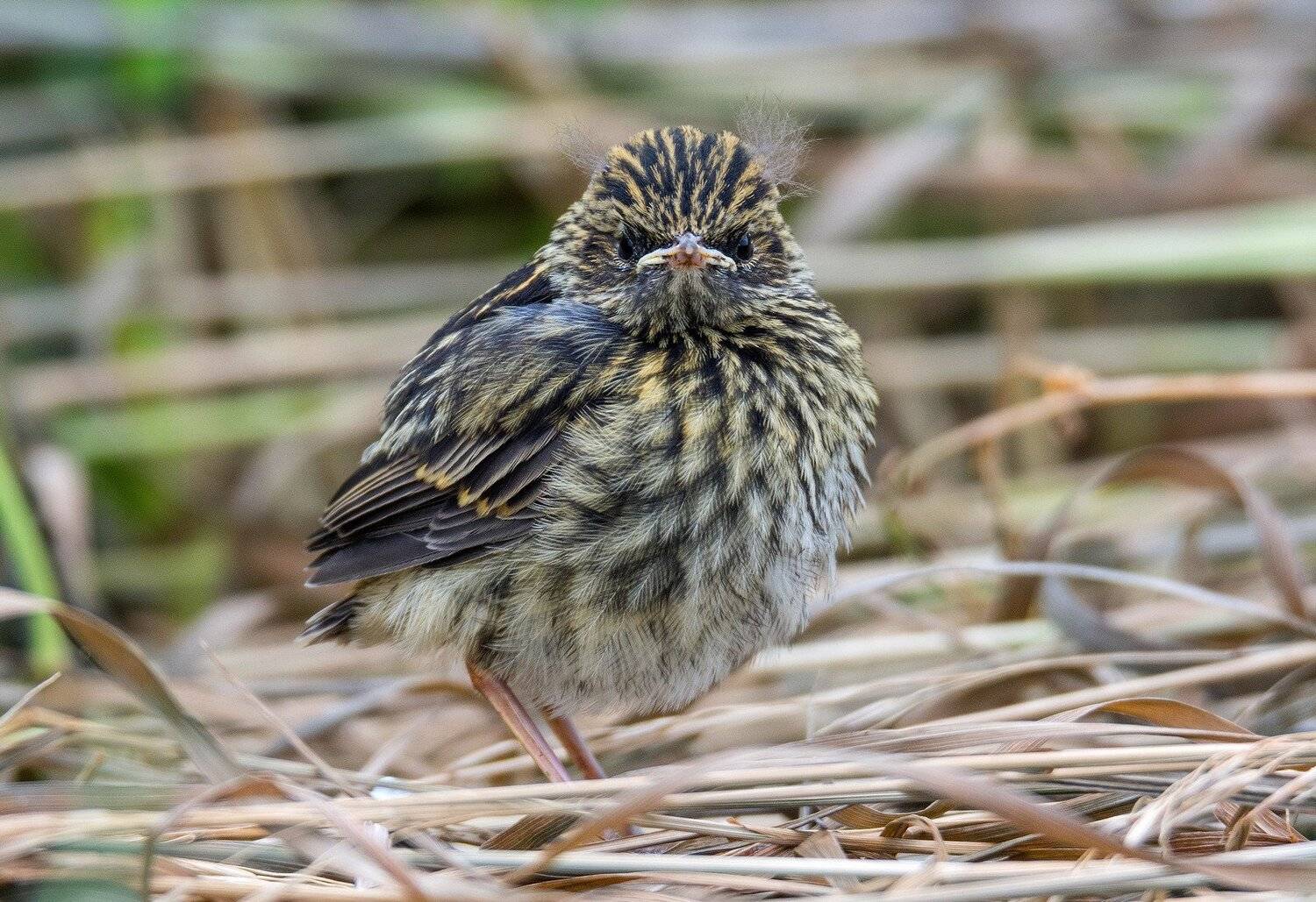 птица птенец варакушка, Руслан Сигушин