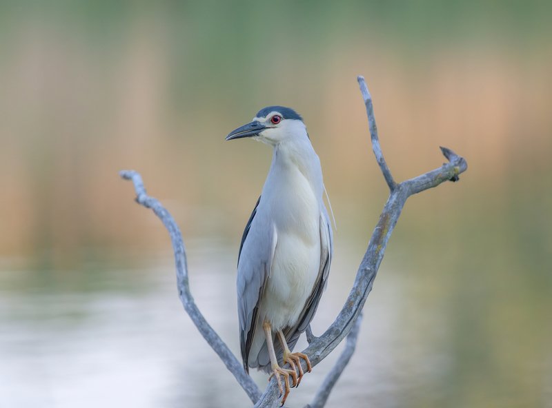 живая, природа, кваква WILDLIFE фото превью